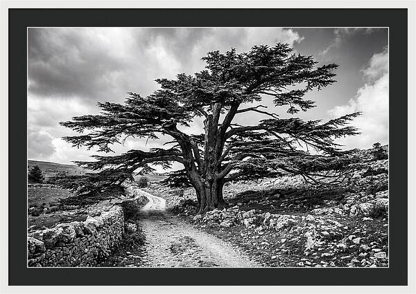 Cedar Of Lebanon Majestic Presence