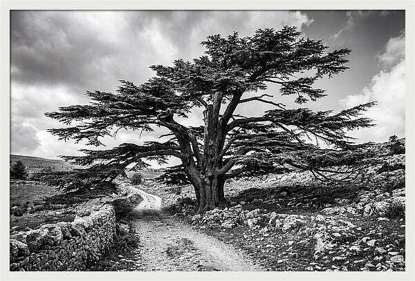 Cedar Of Lebanon Majestic Presence