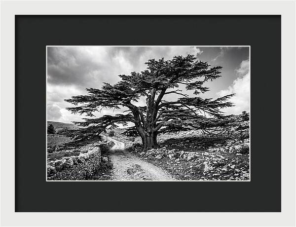 Cedar Of Lebanon Majestic Presence