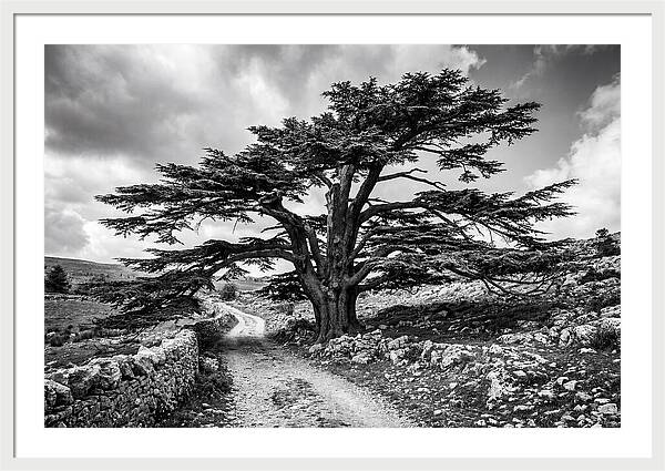 Cedar Of Lebanon Majestic Presence