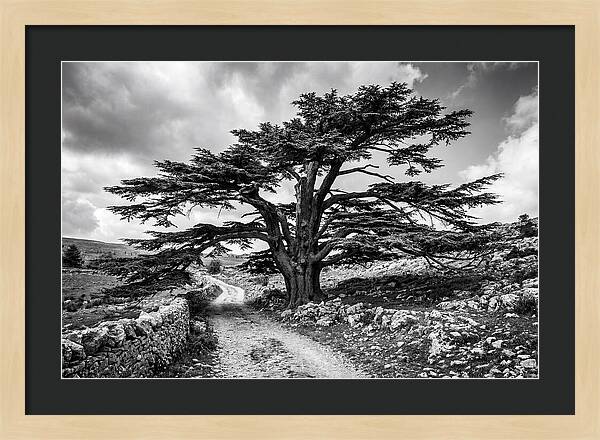 Cedar Of Lebanon Majestic Presence