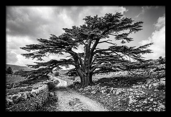 Cedar Of Lebanon Majestic Presence