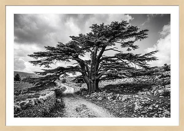 Cedar Of Lebanon Majestic Presence