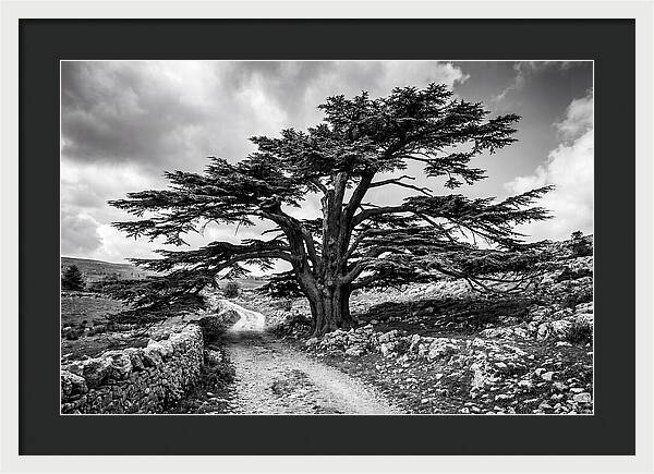 Cedar Of Lebanon Majestic Presence