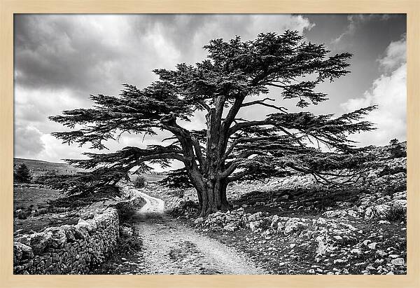 Cedar Of Lebanon Majestic Presence