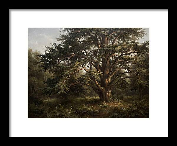 Cedar Tree Majesty