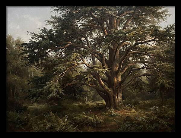 Cedar Tree Majesty
