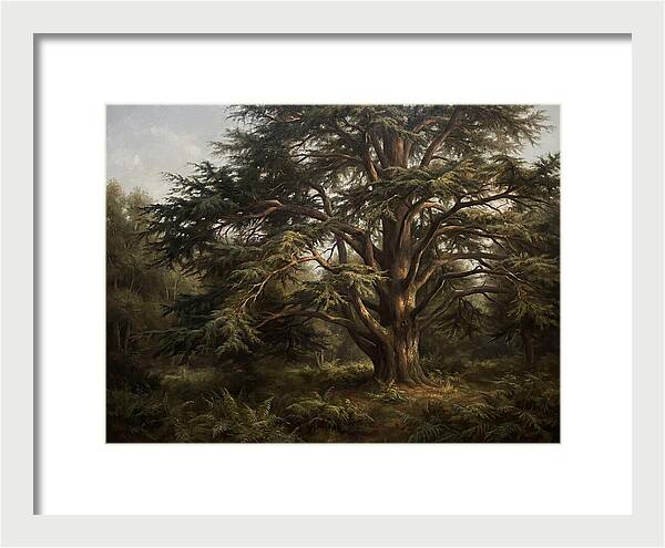 Cedar Tree Majesty