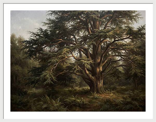 Cedar Tree Majesty