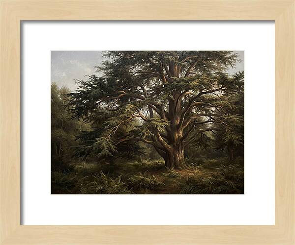 Cedar Tree Majesty