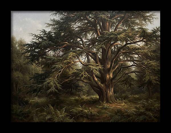 Cedar Tree Majesty