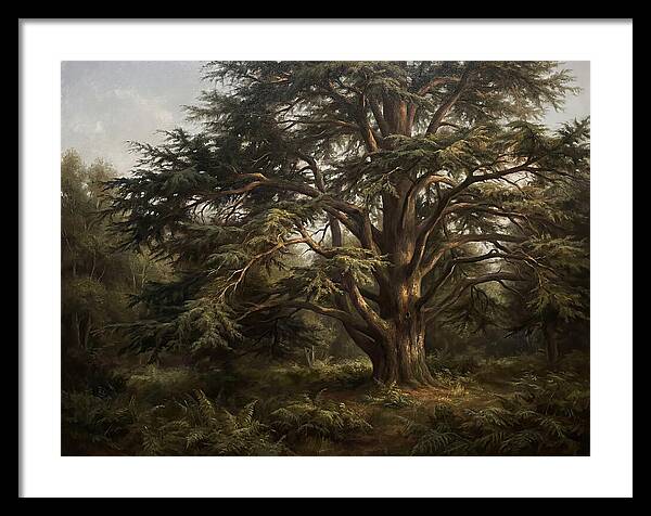 Cedar Tree Majesty