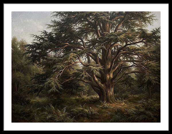 Cedar Tree Majesty