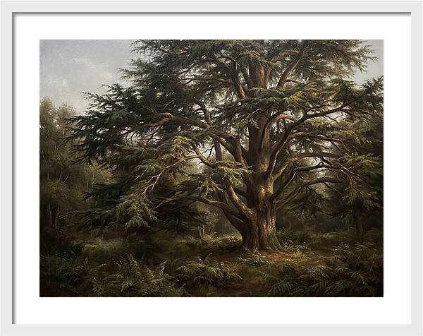 Cedar Tree Majesty