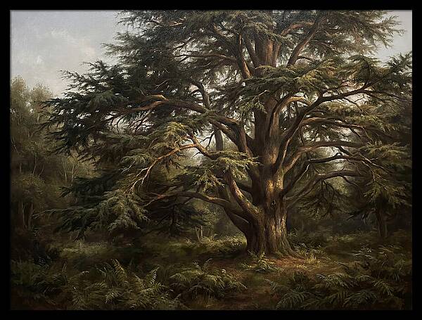 Cedar Tree Majesty