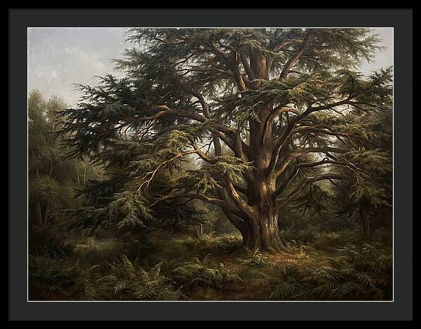 Cedar Tree Majesty