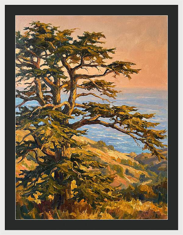 Cedar Tree Overlooking The Mediterranean