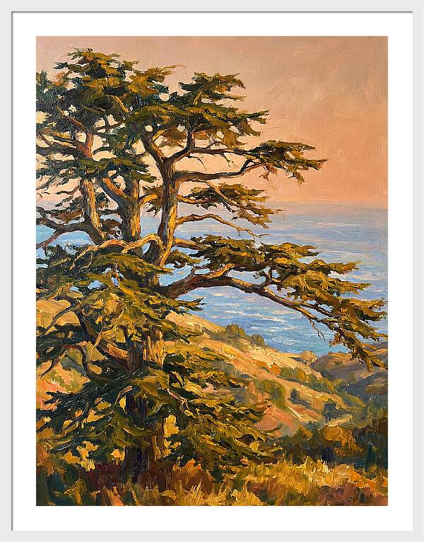 Cedar Tree Overlooking The Mediterranean