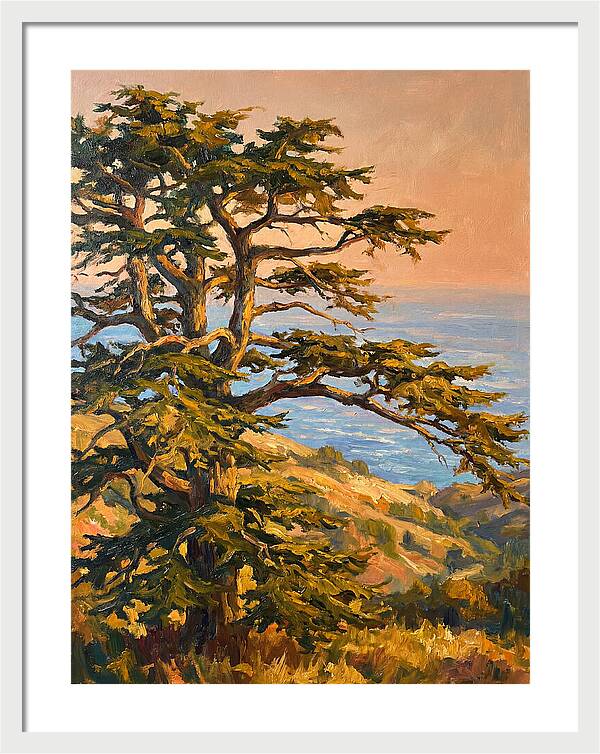 Cedar Tree Overlooking The Mediterranean