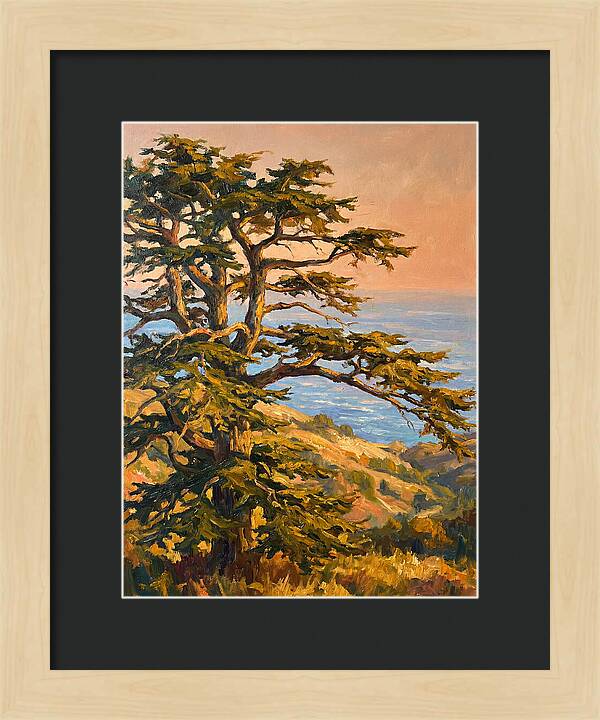 Cedar Tree Overlooking The Mediterranean