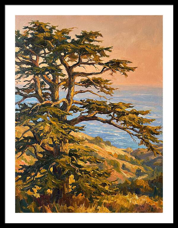 Cedar Tree Overlooking The Mediterranean