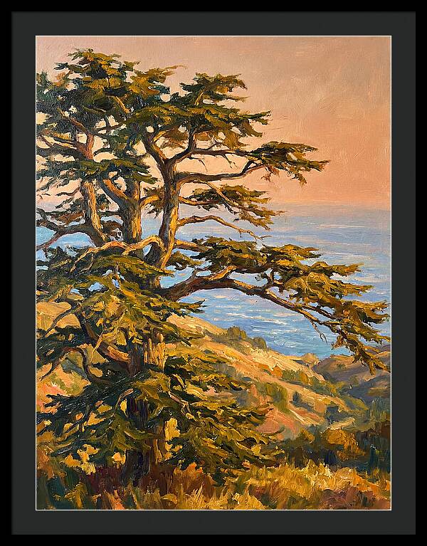 Cedar Tree Overlooking The Mediterranean