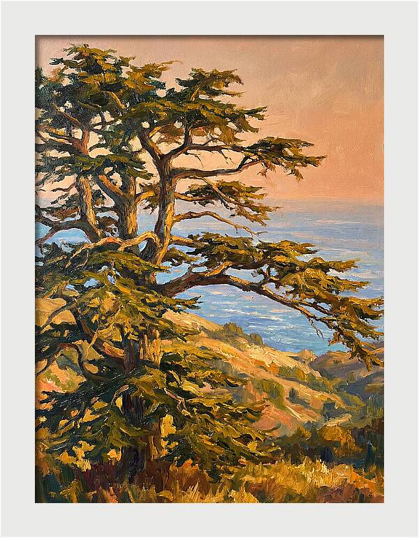 Cedar Tree Overlooking The Mediterranean