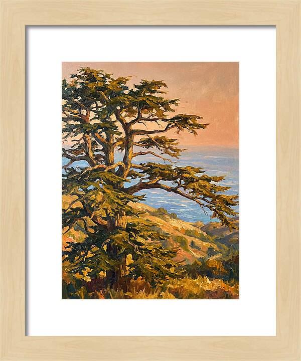 Cedar Tree Overlooking The Mediterranean