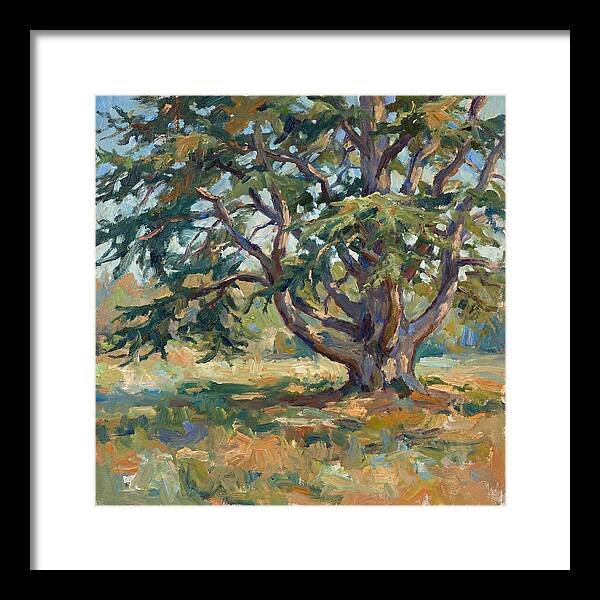 Cedar Tree Serenity
