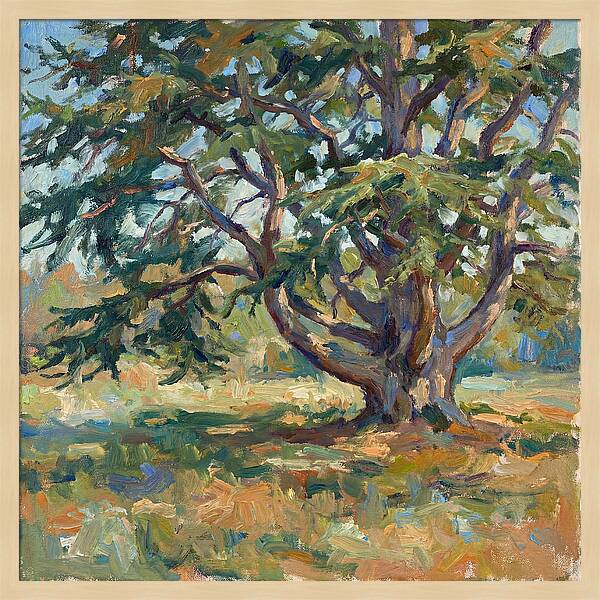 Cedar Tree Serenity