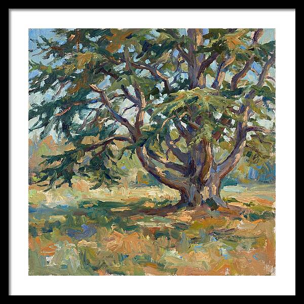 Cedar Tree Serenity
