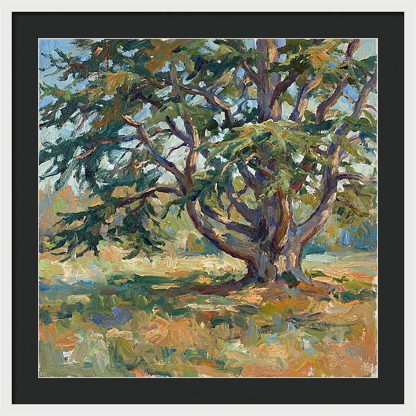 Cedar Tree Serenity