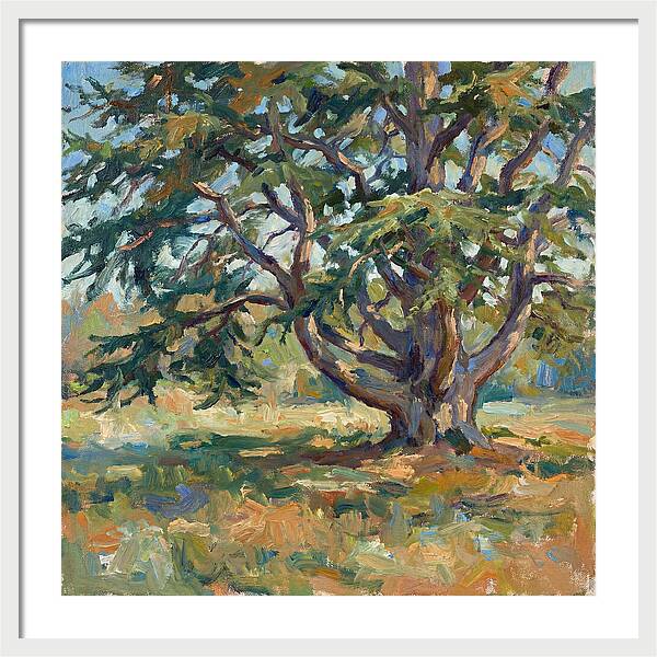 Cedar Tree Serenity