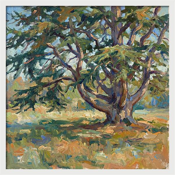 Cedar Tree Serenity