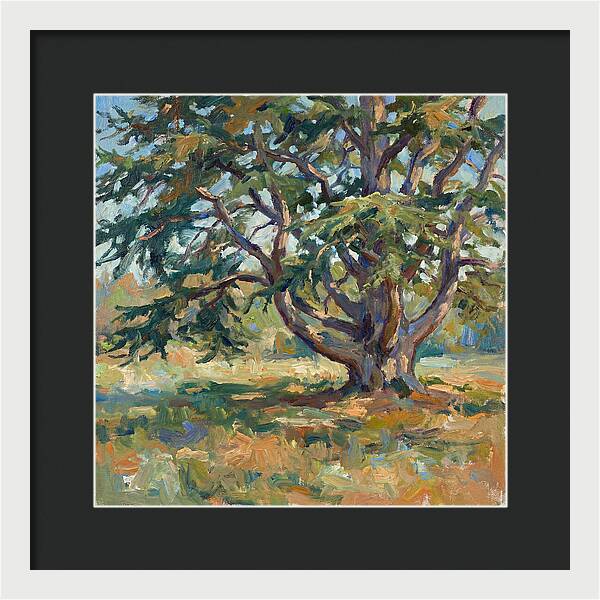 Cedar Tree Serenity