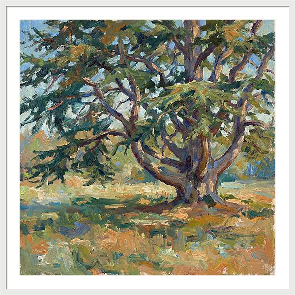 Cedar Tree Serenity