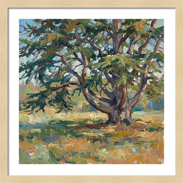 Cedar Tree Serenity