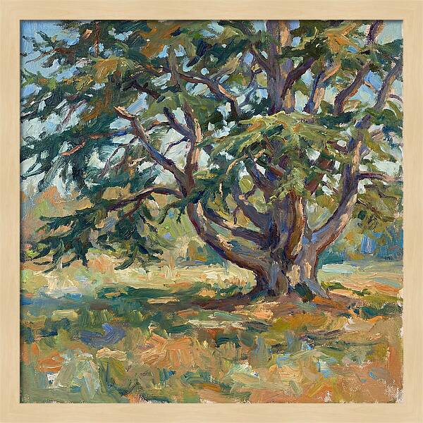 Cedar Tree Serenity