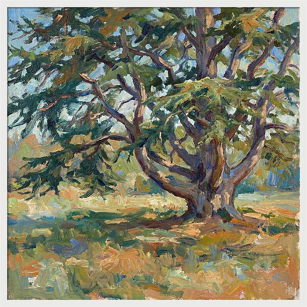 Cedar Tree Serenity