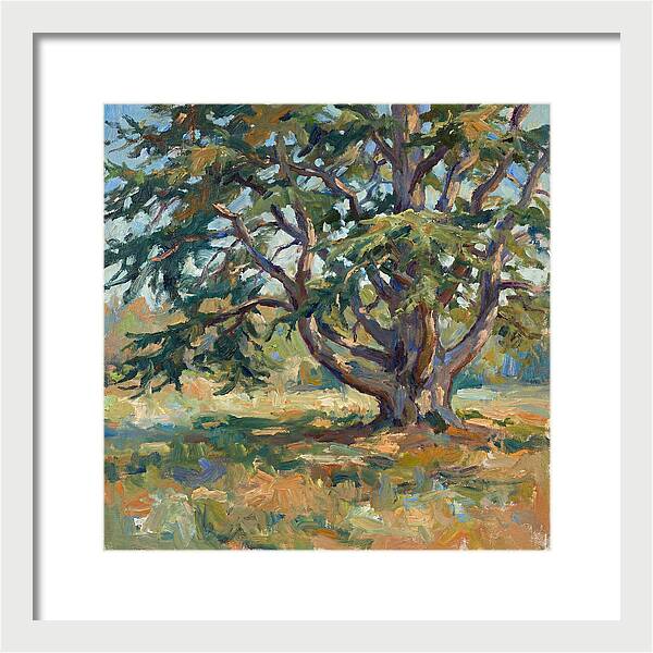 Cedar Tree Serenity