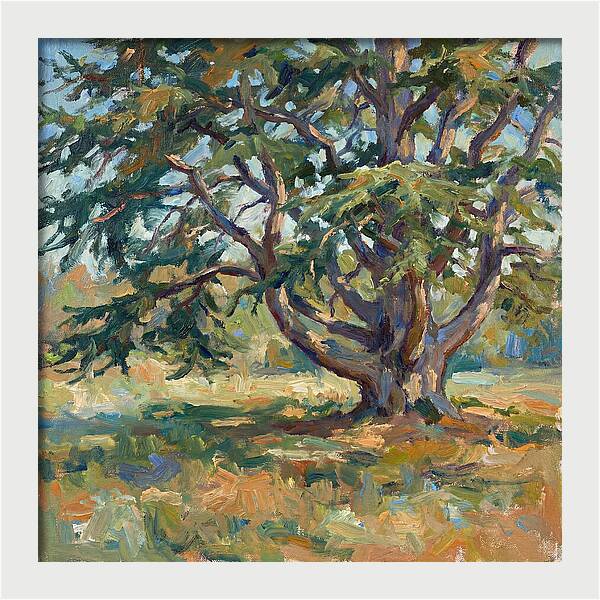 Cedar Tree Serenity