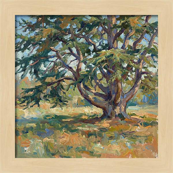 Cedar Tree Serenity