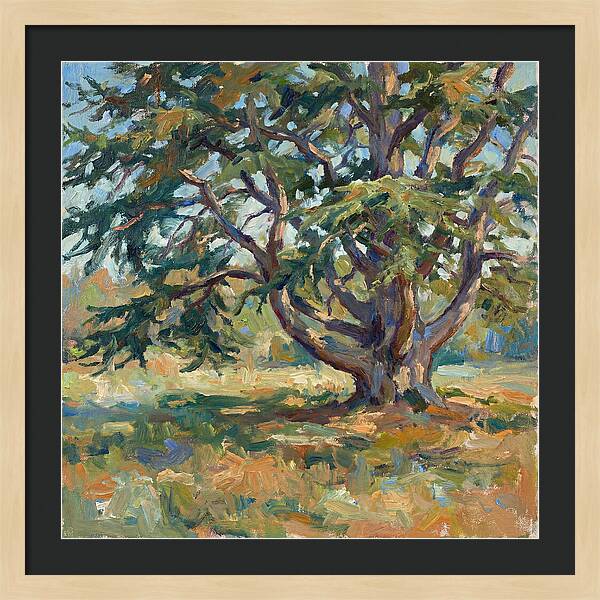 Cedar Tree Serenity