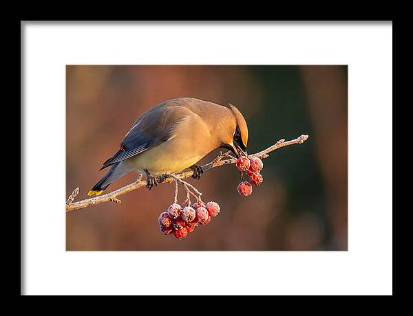 Cedar Waxwing Enjoying Winter Berries