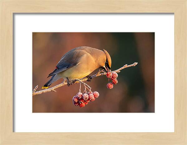 Cedar Waxwing Enjoying Winter Berries
