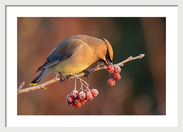 Cedar Waxwing Enjoying Winter Berries