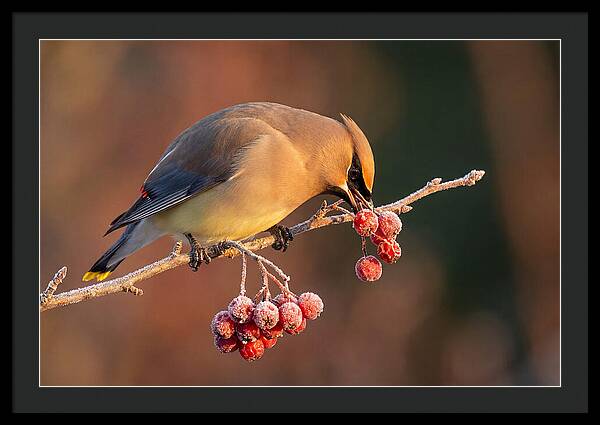 Cedar Waxwing Enjoying Winter Berries