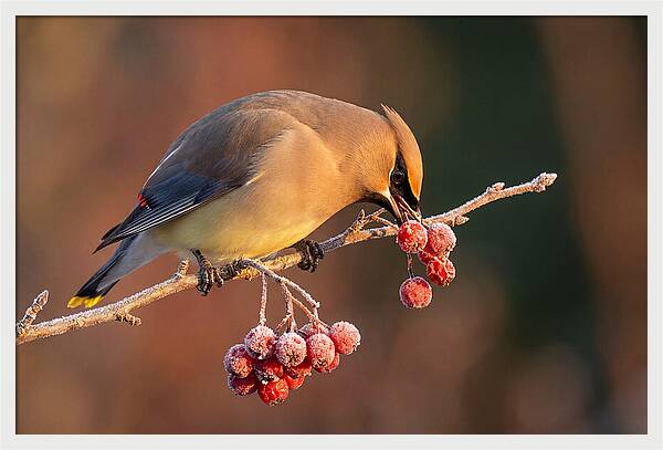 Cedar Waxwing Enjoying Winter Berries