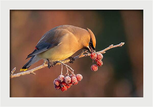 Cedar Waxwing Enjoying Winter Berries