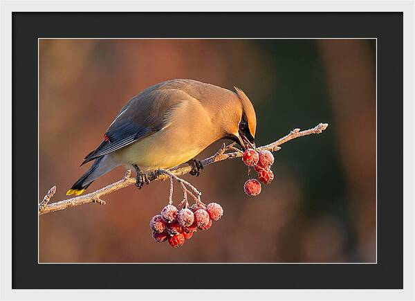 Cedar Waxwing Enjoying Winter Berries